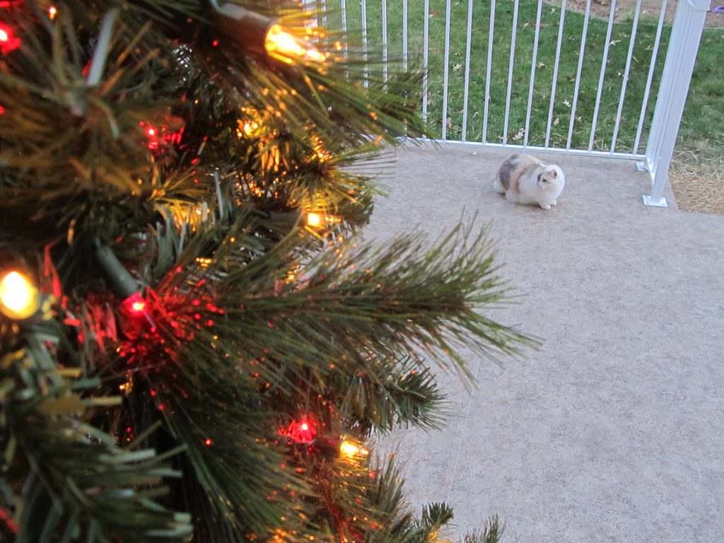 Christmas Tree with Cat on Deck